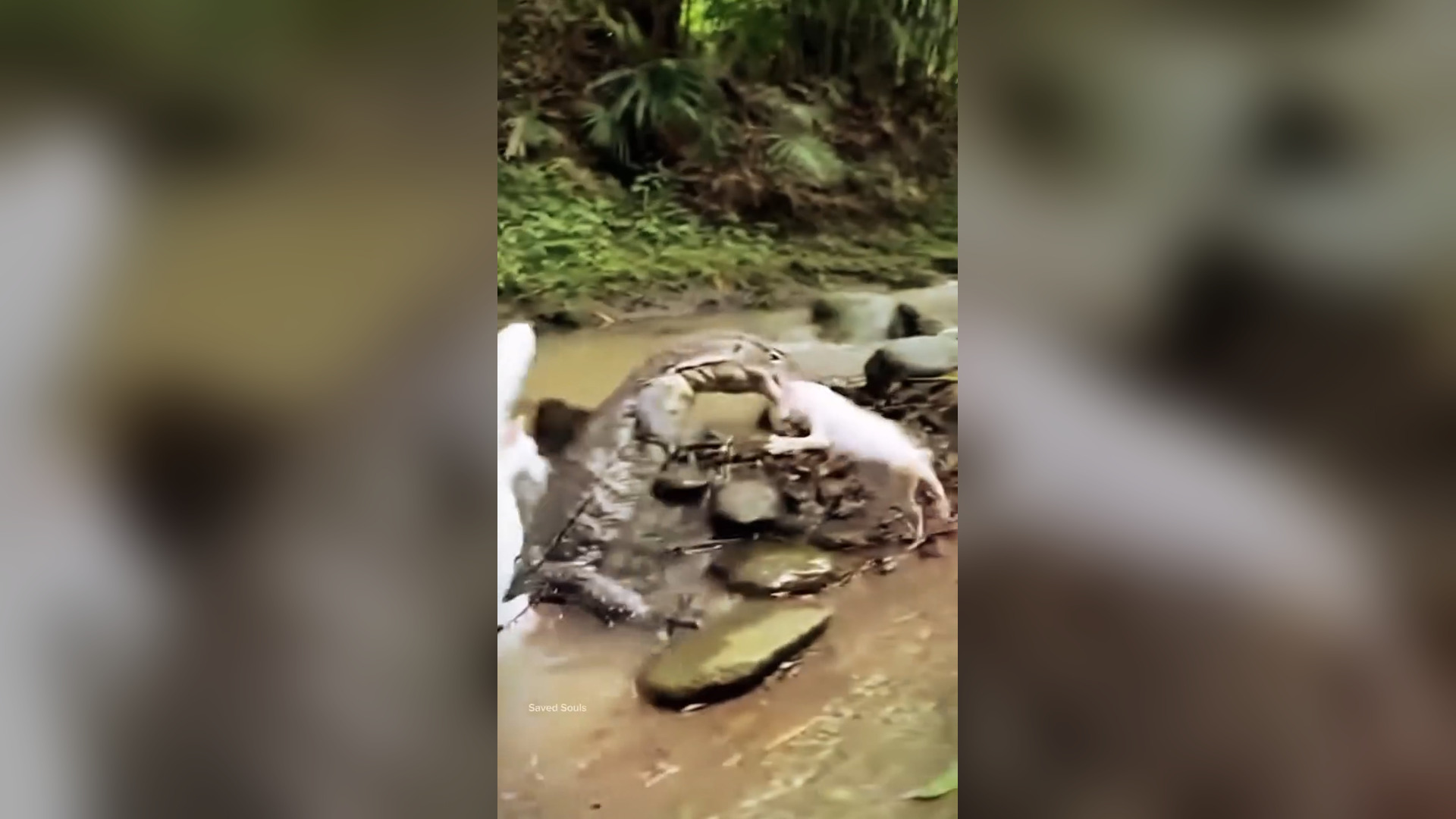 A0805001_Mother Cat Battles Giant Lizard to Save Her Kitten