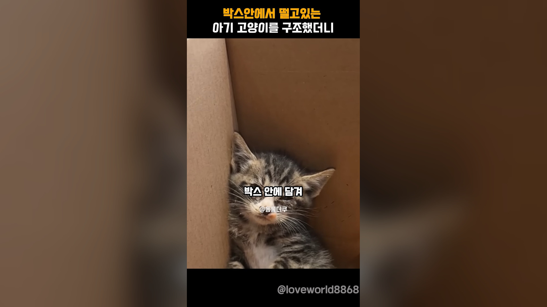 A0905016_I rescued a shivering kitten in a box.