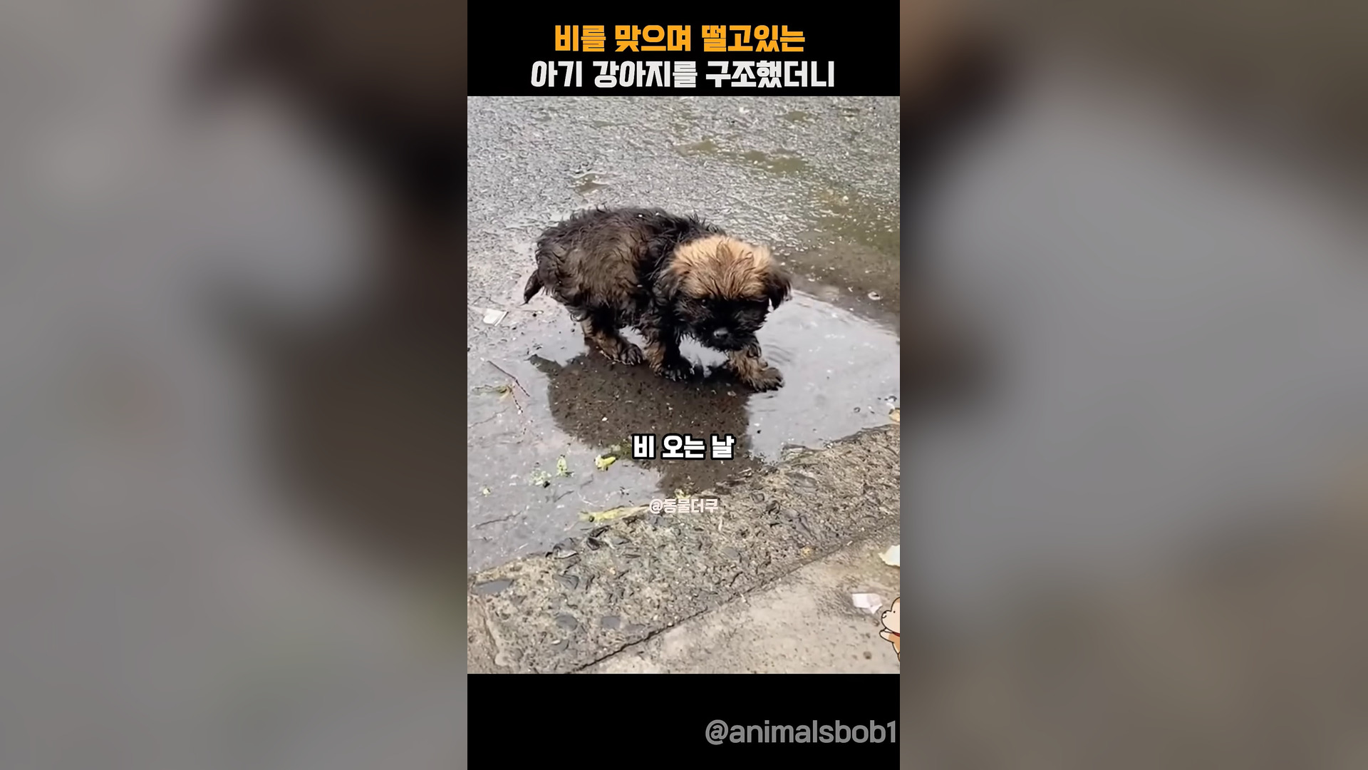 A1305025_I rescued a baby puppy shivering in the rain