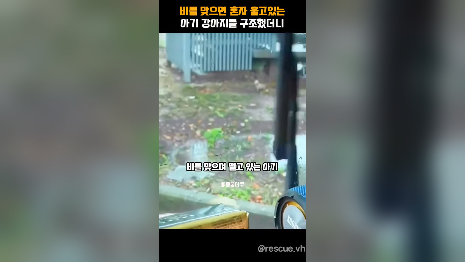 A1305024_I rescued a baby puppy that was crying alone in the rain