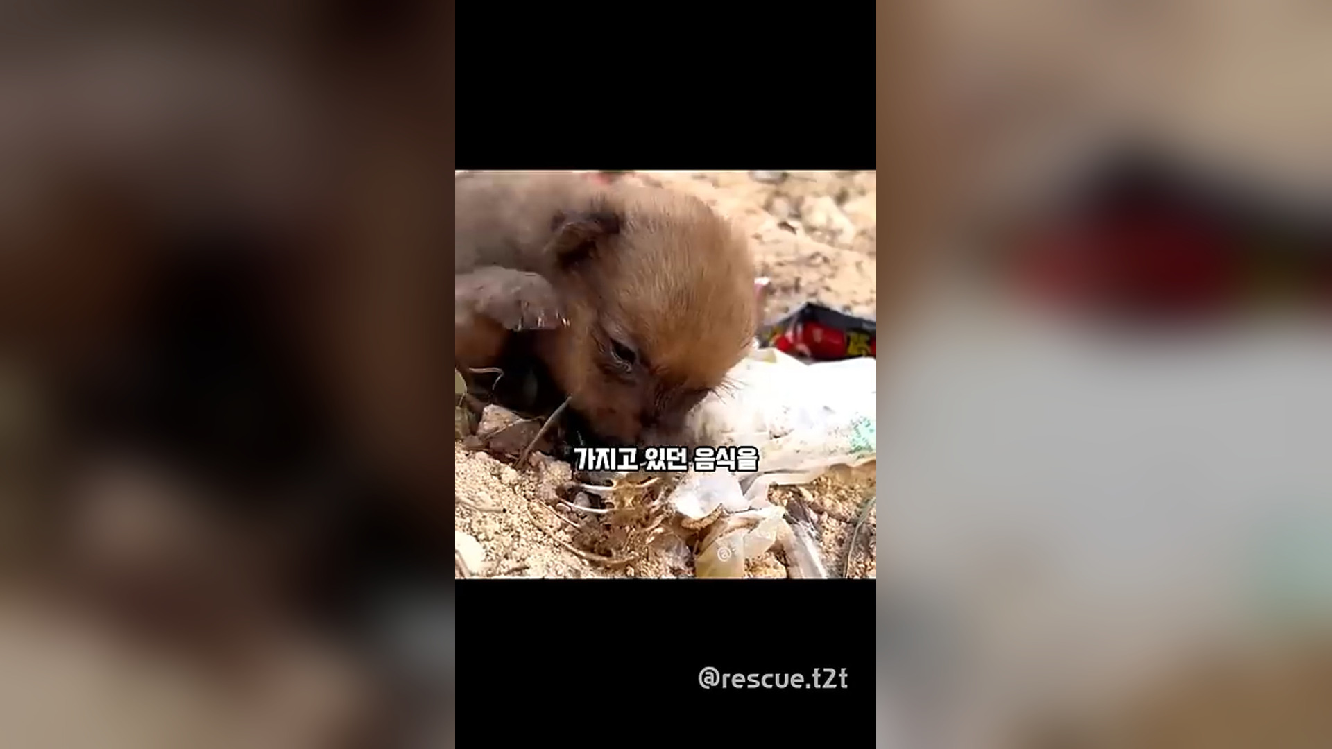 A1305021_I rescued a baby puppy that was eating plastic bags