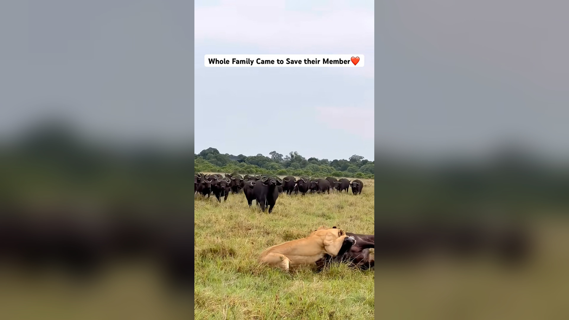 A1005004_Family #monkey #animalnoises #educationalvideo #trump #iranwar2026 #family