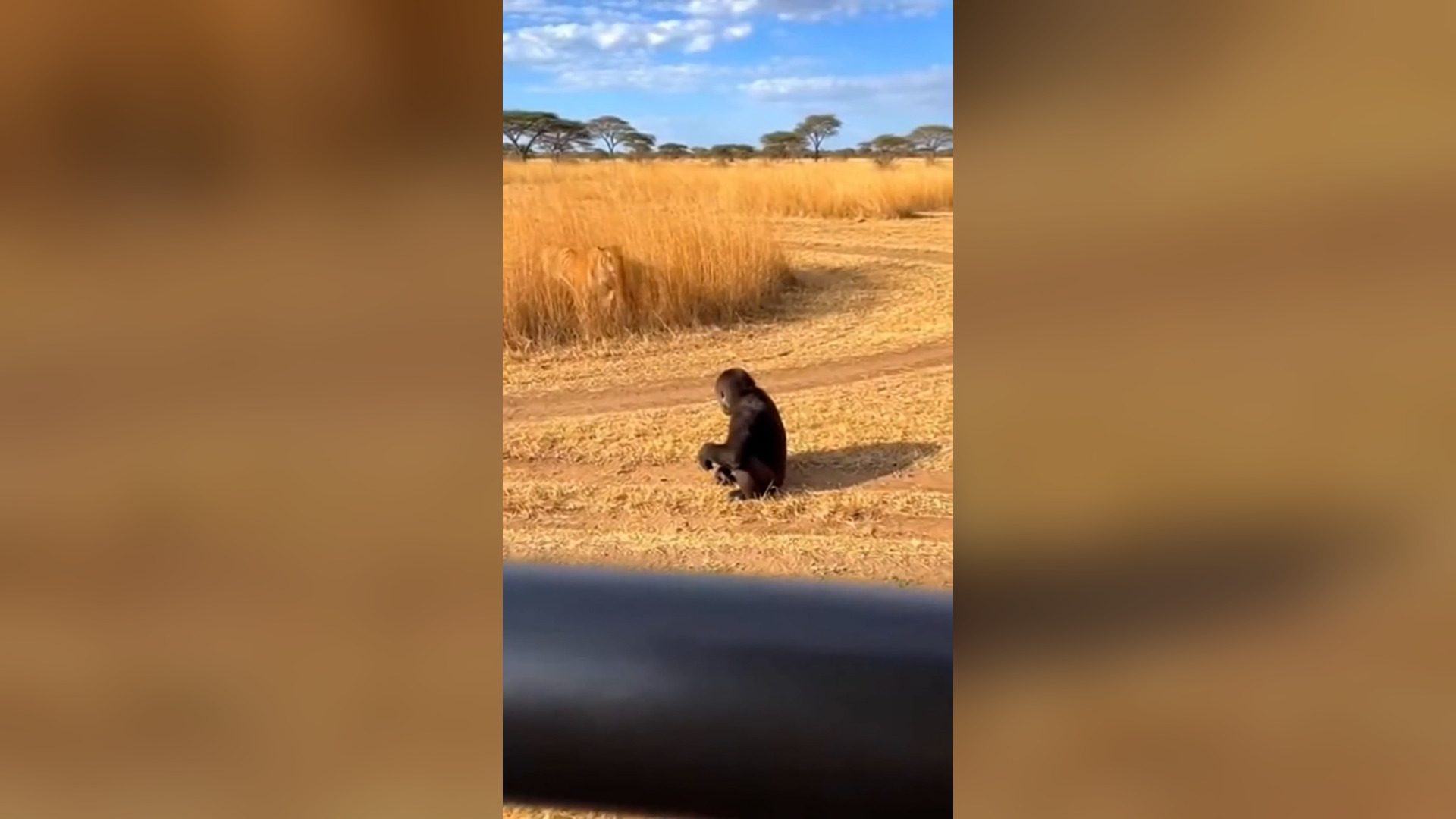 A1005001_Mother Gorilla Saves