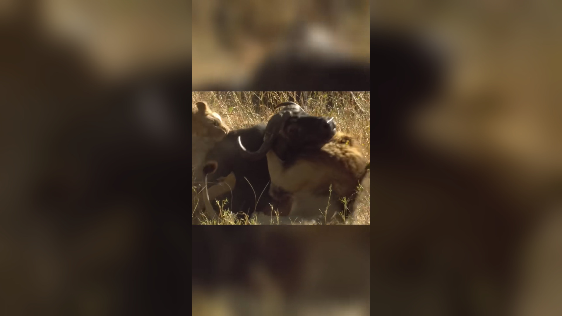 A1005003_Epic Buffalo Rescue_ The Herd Strikes Back#fyp #viraltiktok #animals #predator #trending