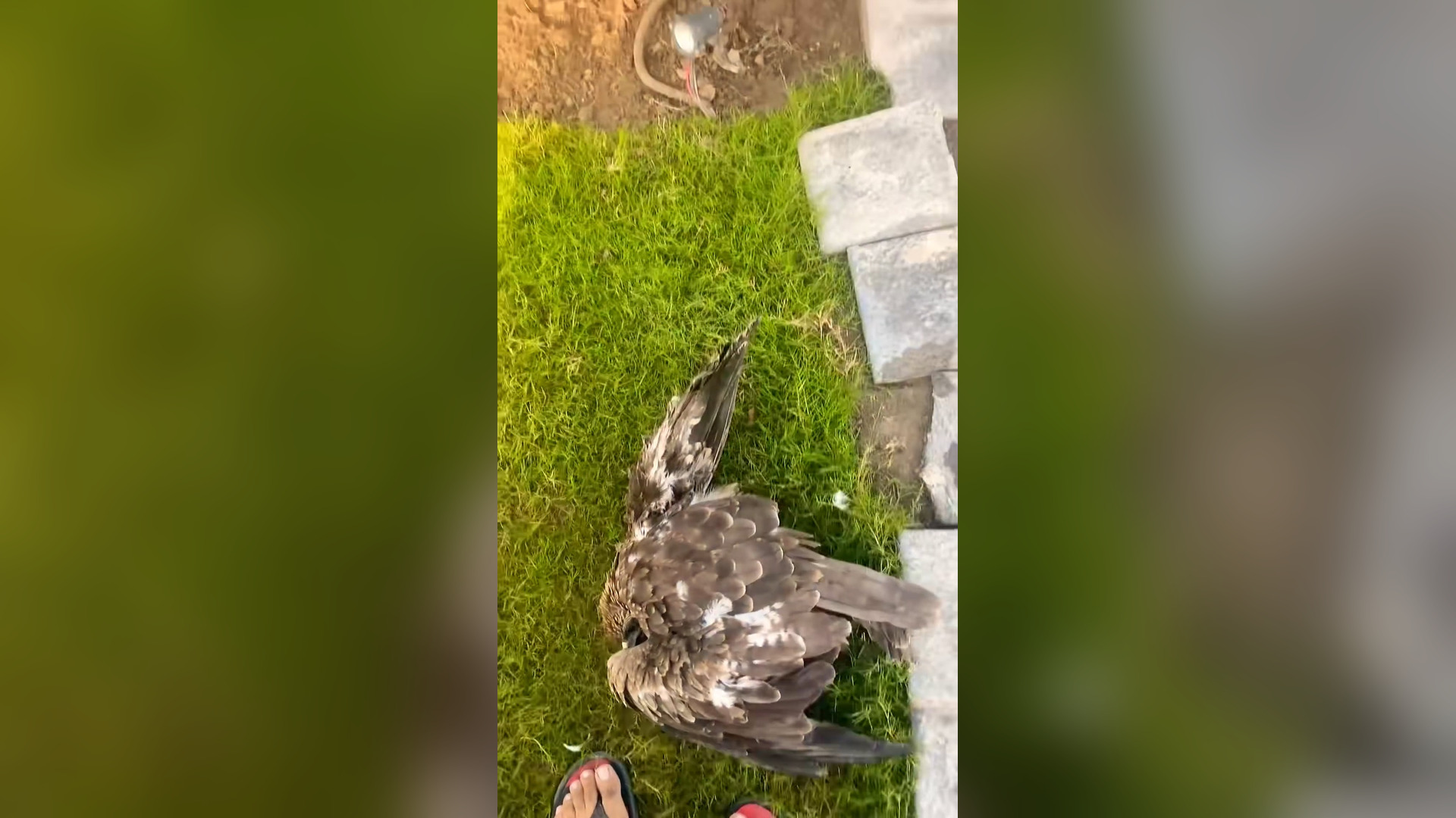 A2505013_Rescues injured eagle on the road �#respect#animals#viralshorts_part2
