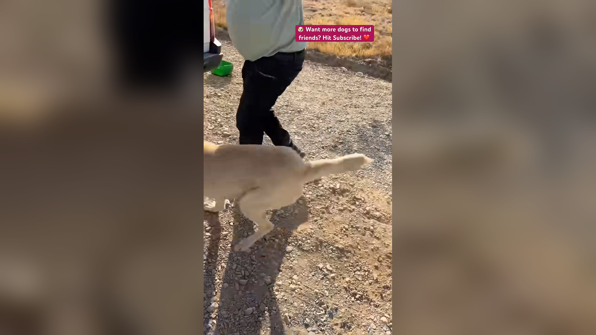 A2505006_One Man’s Mission to Feed Forgotten Dogs_part2