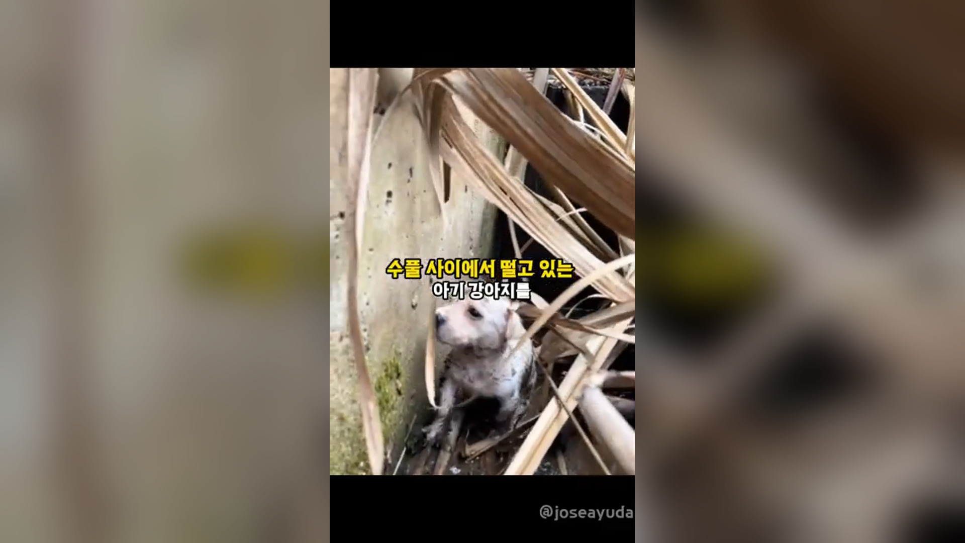 A2605012_Changes that occurred after rescuing a baby puppy living on the streets hiding in the bushes