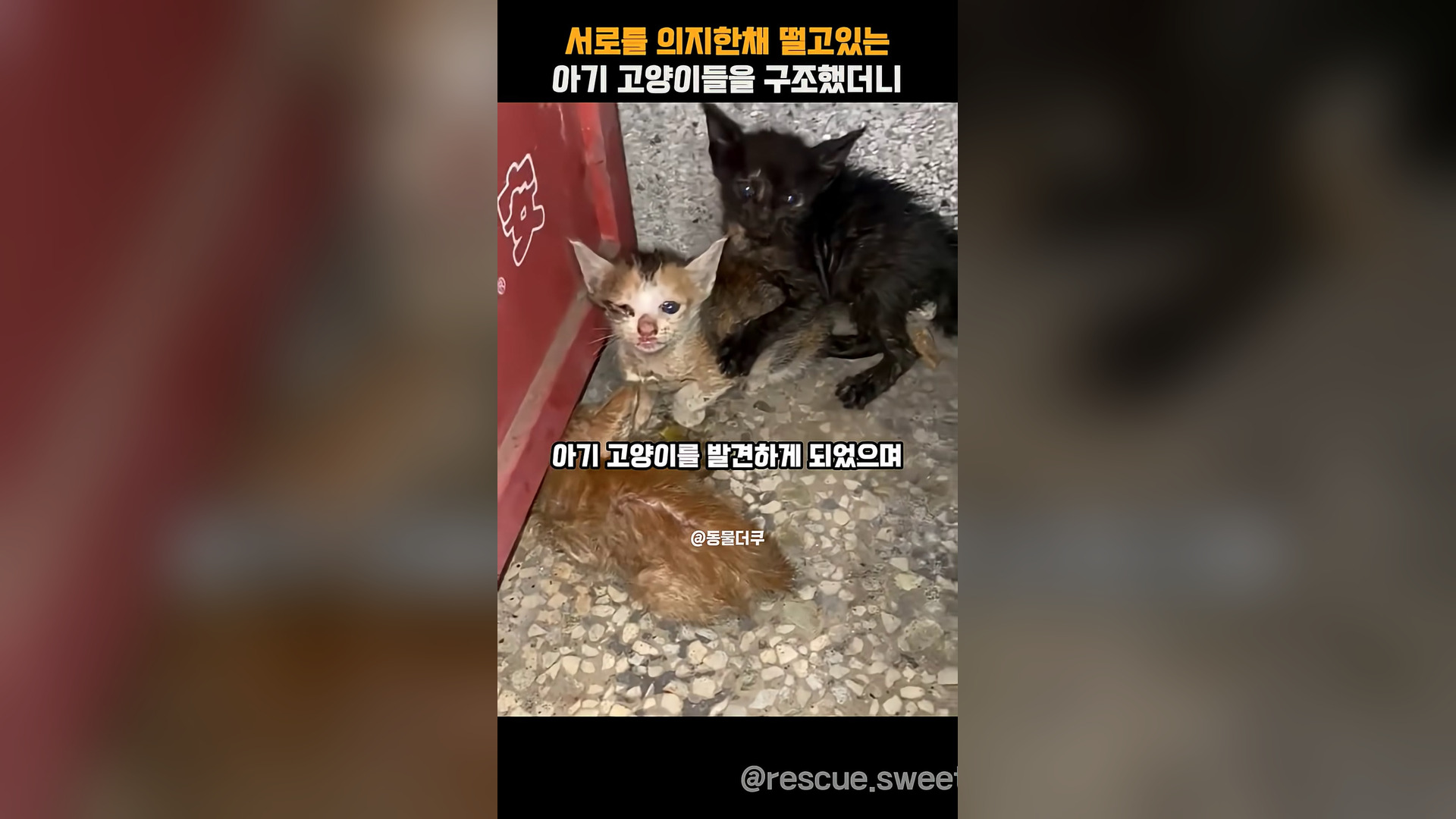 A2605005_We rescued shivering kittens while relying on each other (1)