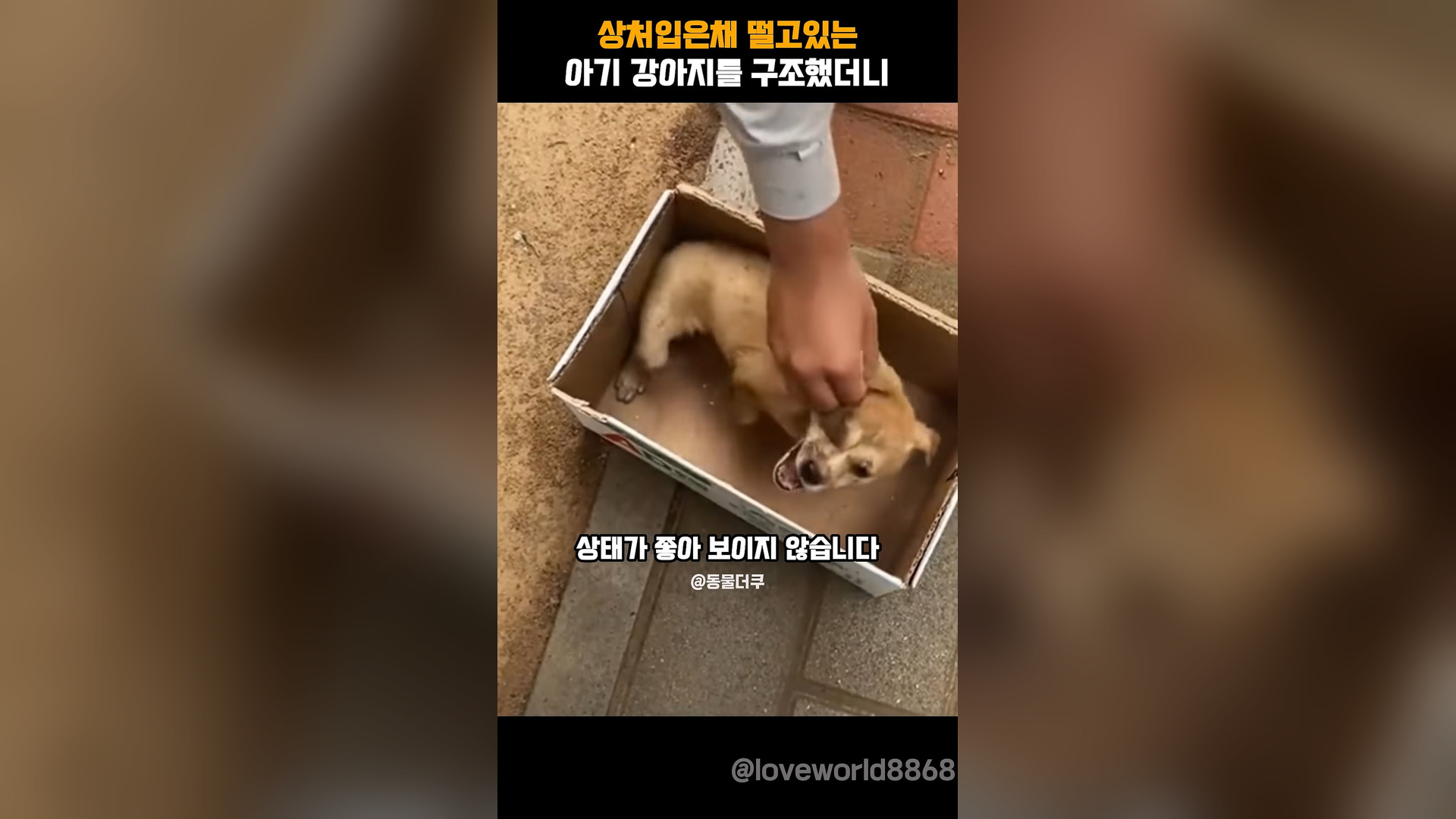 A2605004_I rescued a wounded baby puppy.
