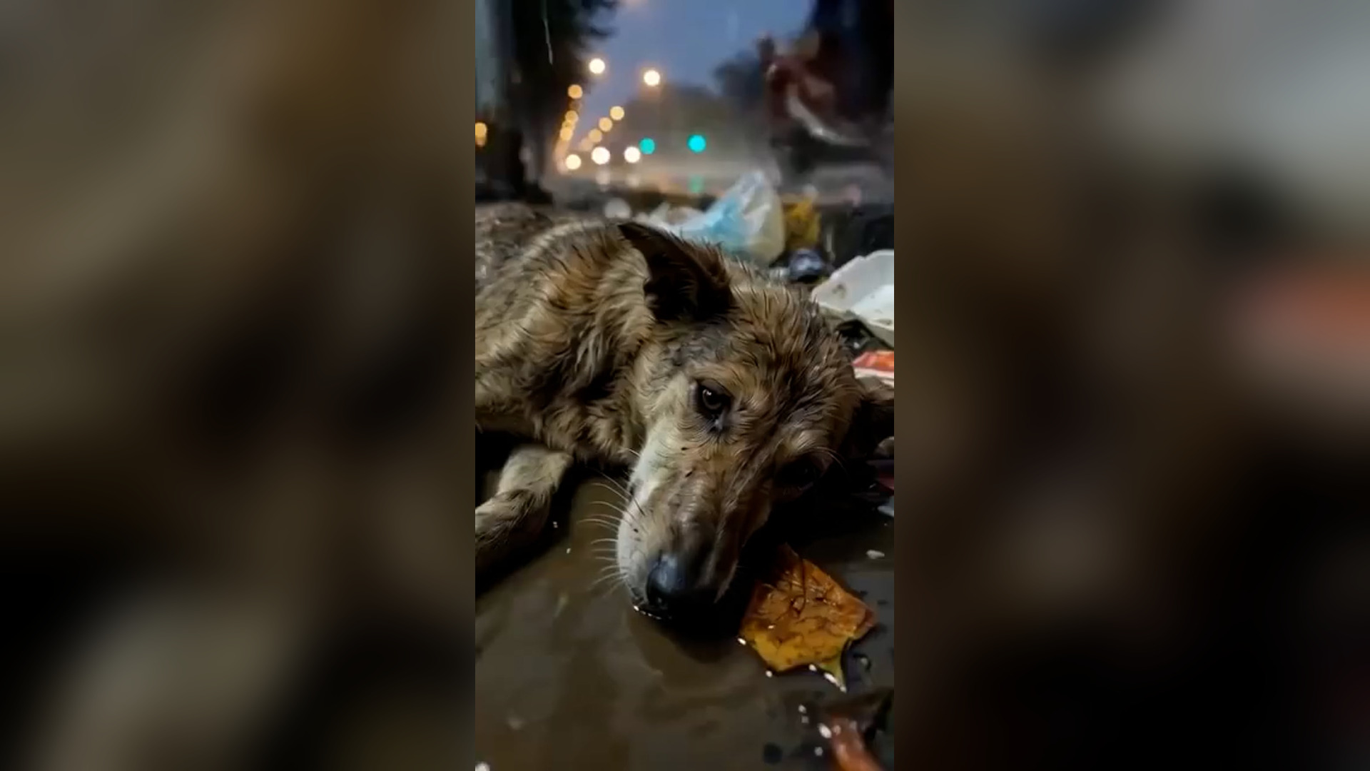 A2605099_� He Couldn’t Bark… He Couldn’t Move… This Dog Was Waiting to Die Alone in the Rain ��Covered in mud and abandoned b