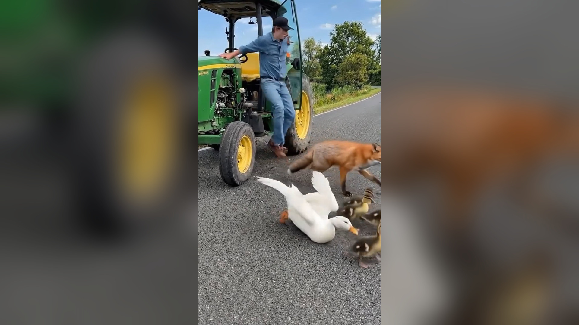 A2605032_A man stopped his car and chased the fox away to save the mother duck. A small act of kindness with a big heart⚠️ This