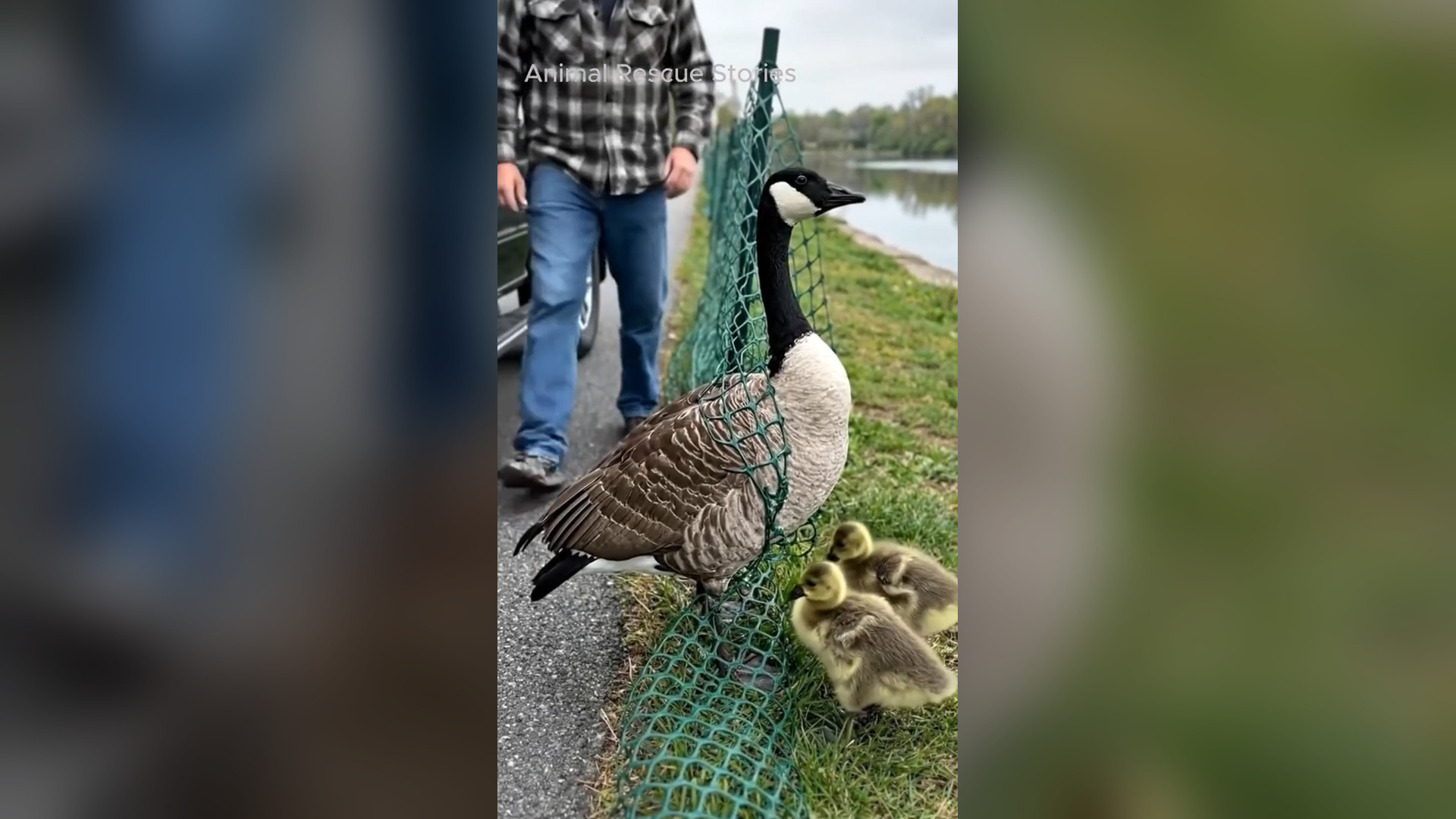 A2605031_A man rescues a Canada goose from roadside netting — the gosling waits nearby#wildlife #ProtectWildlife #ducklings #Wil