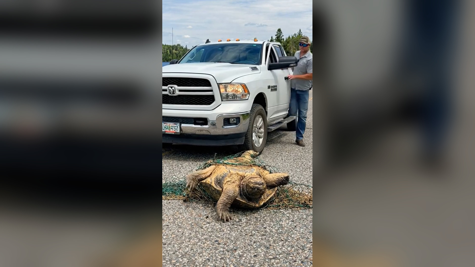 A2605028_A man discovered a large turtle trapped in a net and roadside trash. After carefully rescuing it, he safely released th