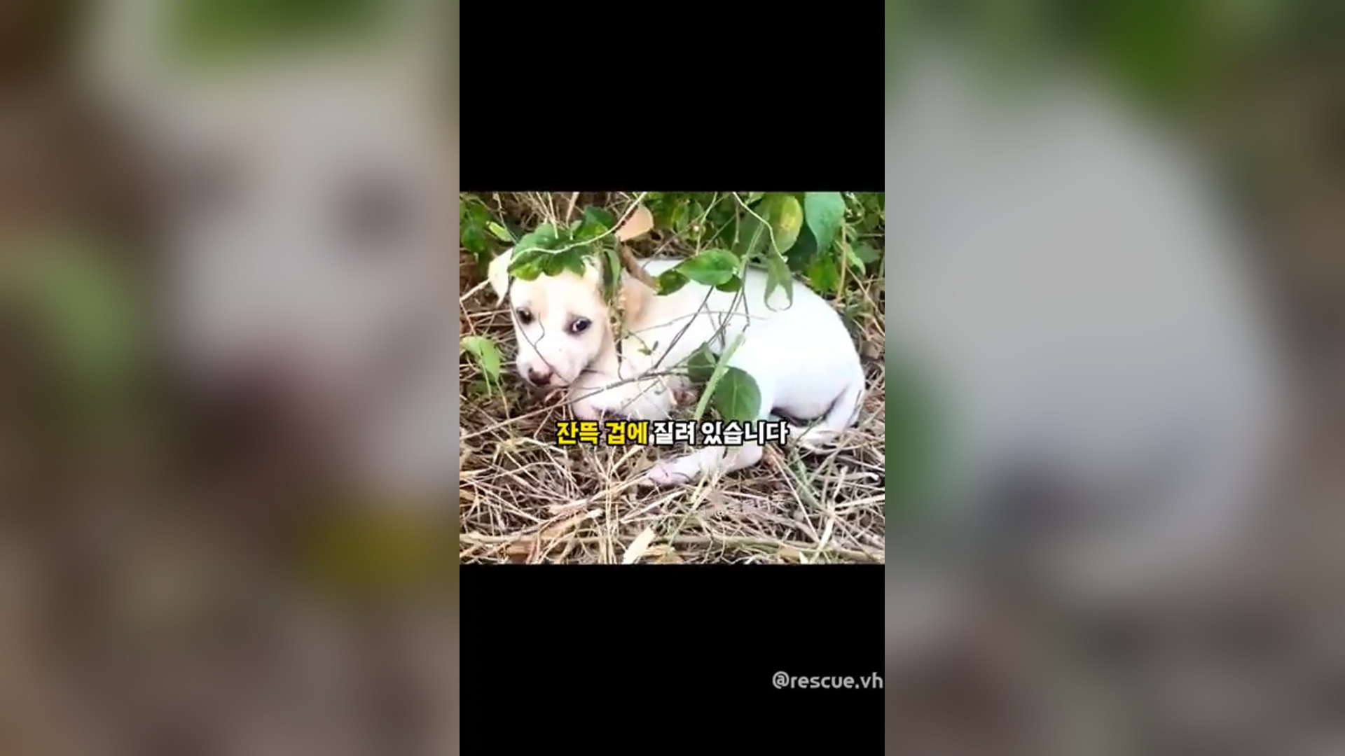 A2605014_What happened after rescuing a shivering baby puppy hiding in the woods