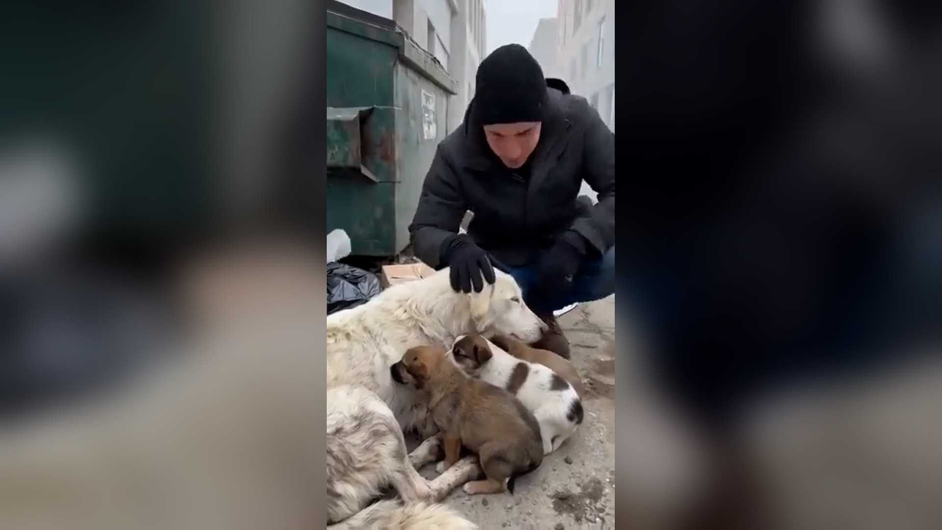 A2605065_Nobody Stopped For This Dying Mother Dog… Until One Stranger Did ��This starving mother dog was found lying beside a