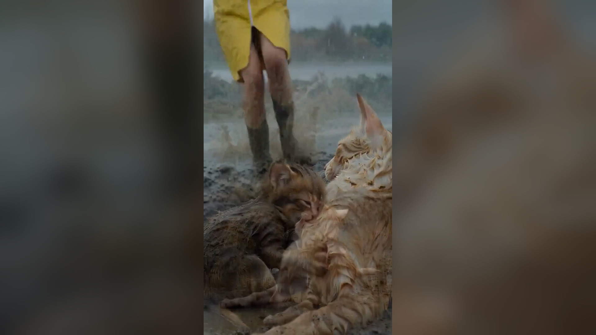 A2605064_Mother Never Left Her Baby… Even in the Storm” ��#AnimalRescue #EmotionalStory #CatRescue #SaveAnimals #HeartTouching