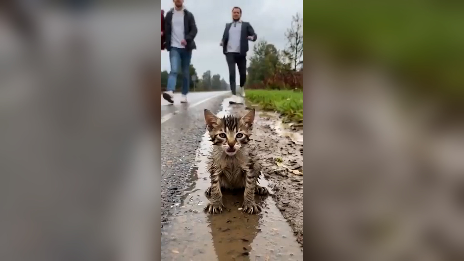 A2605055_Helpless Kitten Couldn’t Walk… Then Someone Finally StoppedThis helpless kitten was dragging her back legs on a muddy r