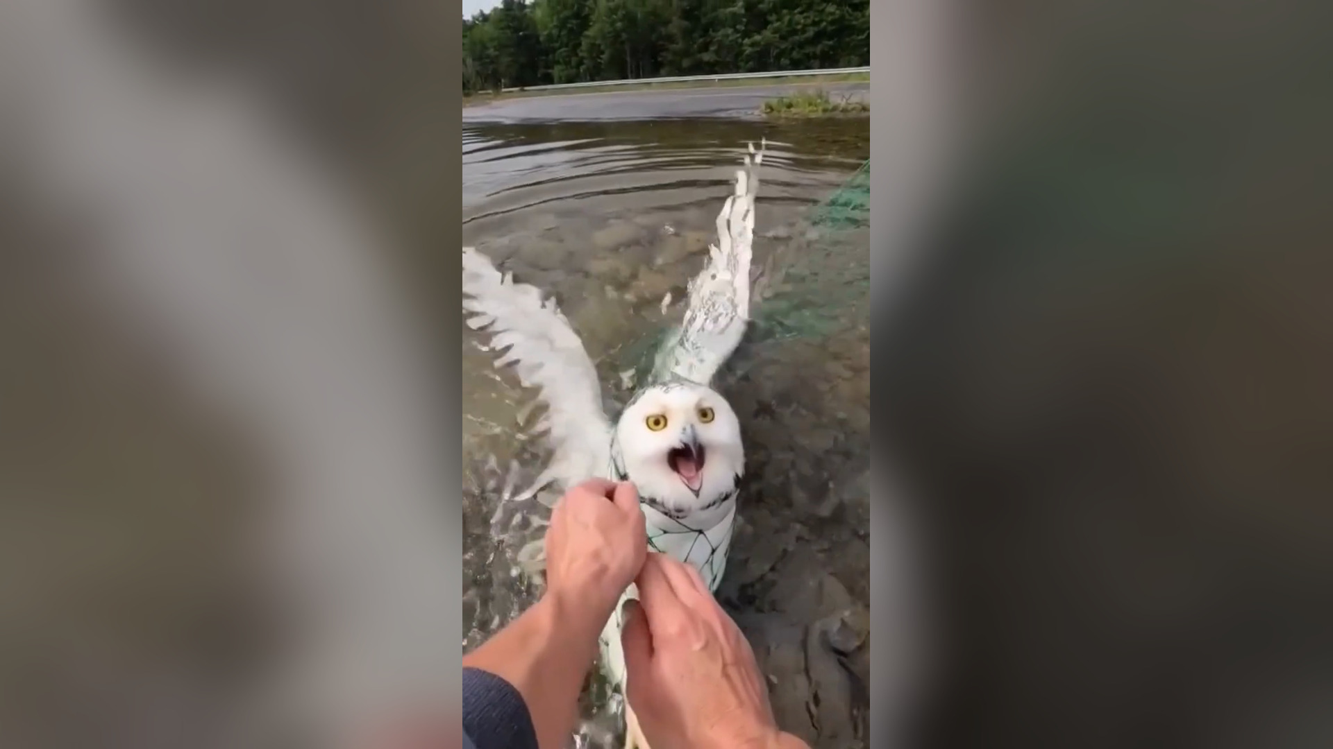 A2605040_A snowy owl was trapped in a net, lying exhausted in a lake near the forest. Thankfully, a man found and rescued it, br