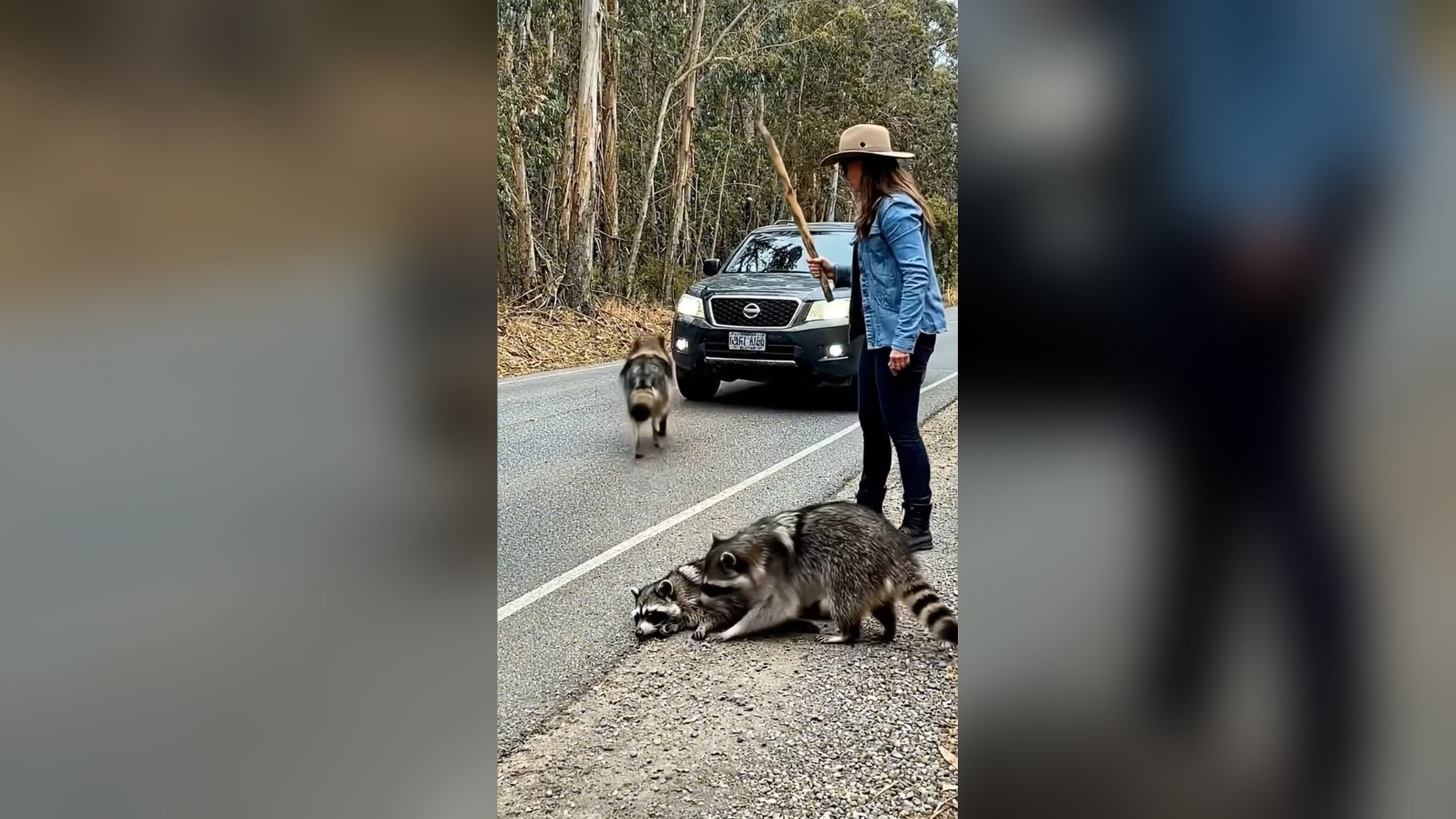 A2605036_A mother raccoon was attacked by a wolf in the middle of the road… everyone ignored it, except one woman who dared to s