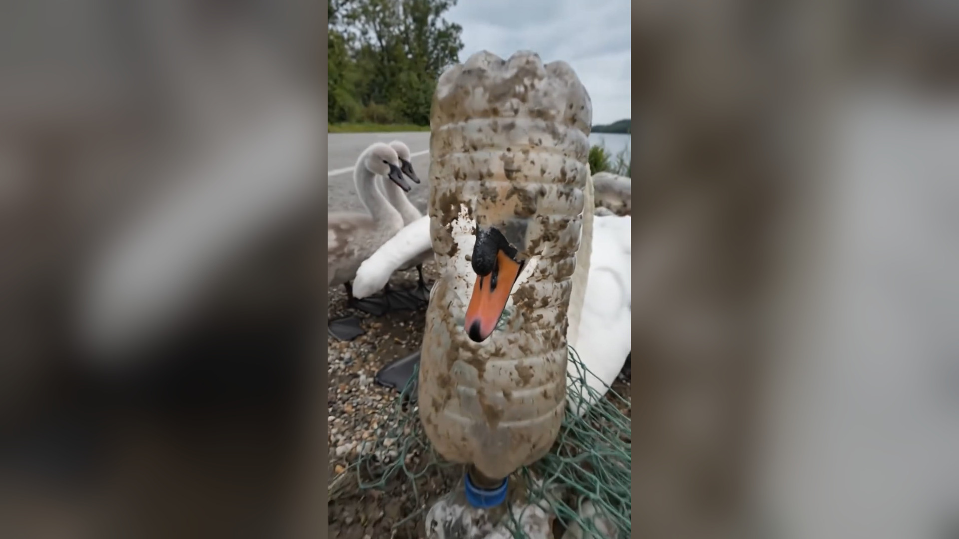 A2605037_A mother swan was found trapped in nets and debris by the lakeshore, while her two cygnets stayed beside her, refusing