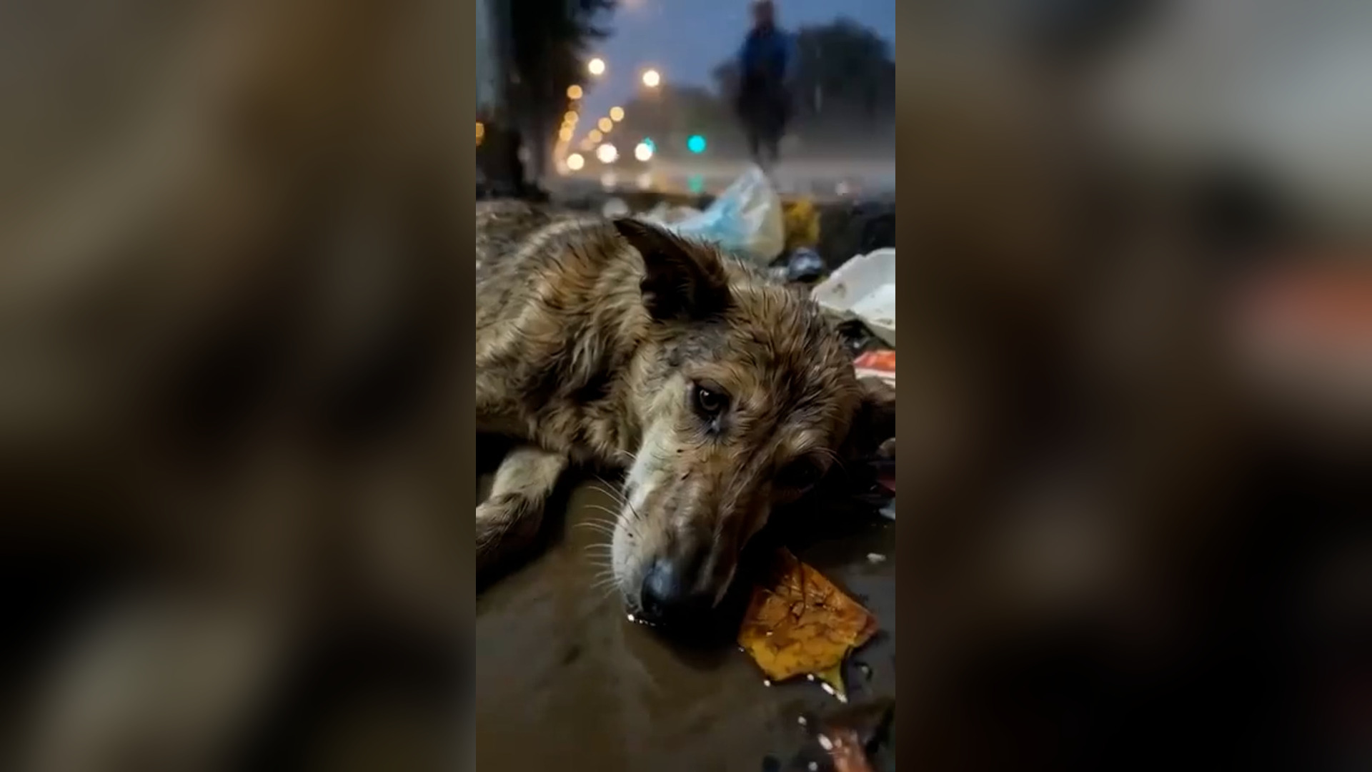 A2605099_� He Couldn’t Bark… He Couldn’t Move… This Dog Was Waiting to Die Alone in the Rain ��Covered in mud and abandoned b