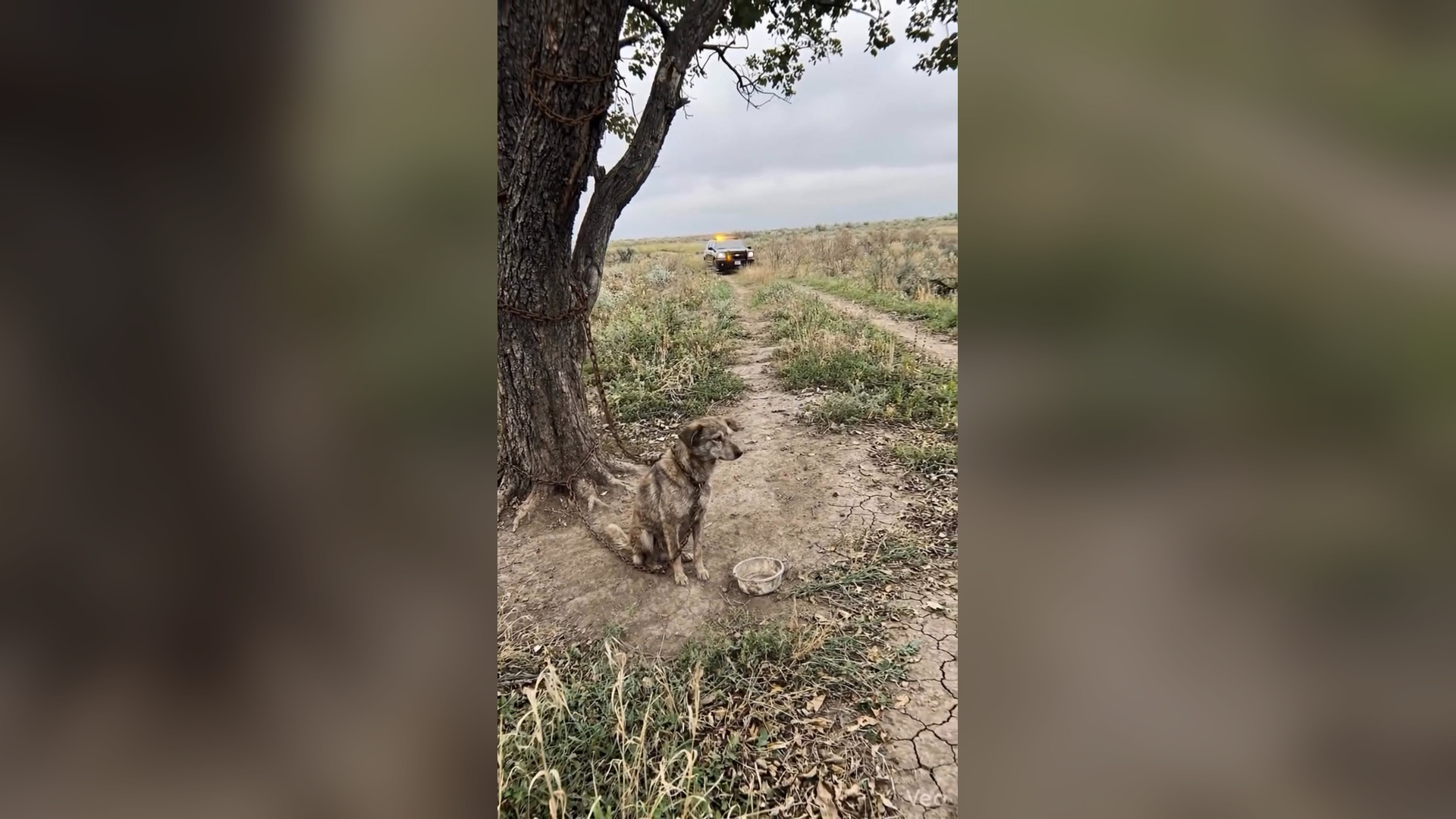 A2605095_They chained her to a tree and drove away. No food. No water. Just a rusty chain and an empty bowl.She waited 3 days in