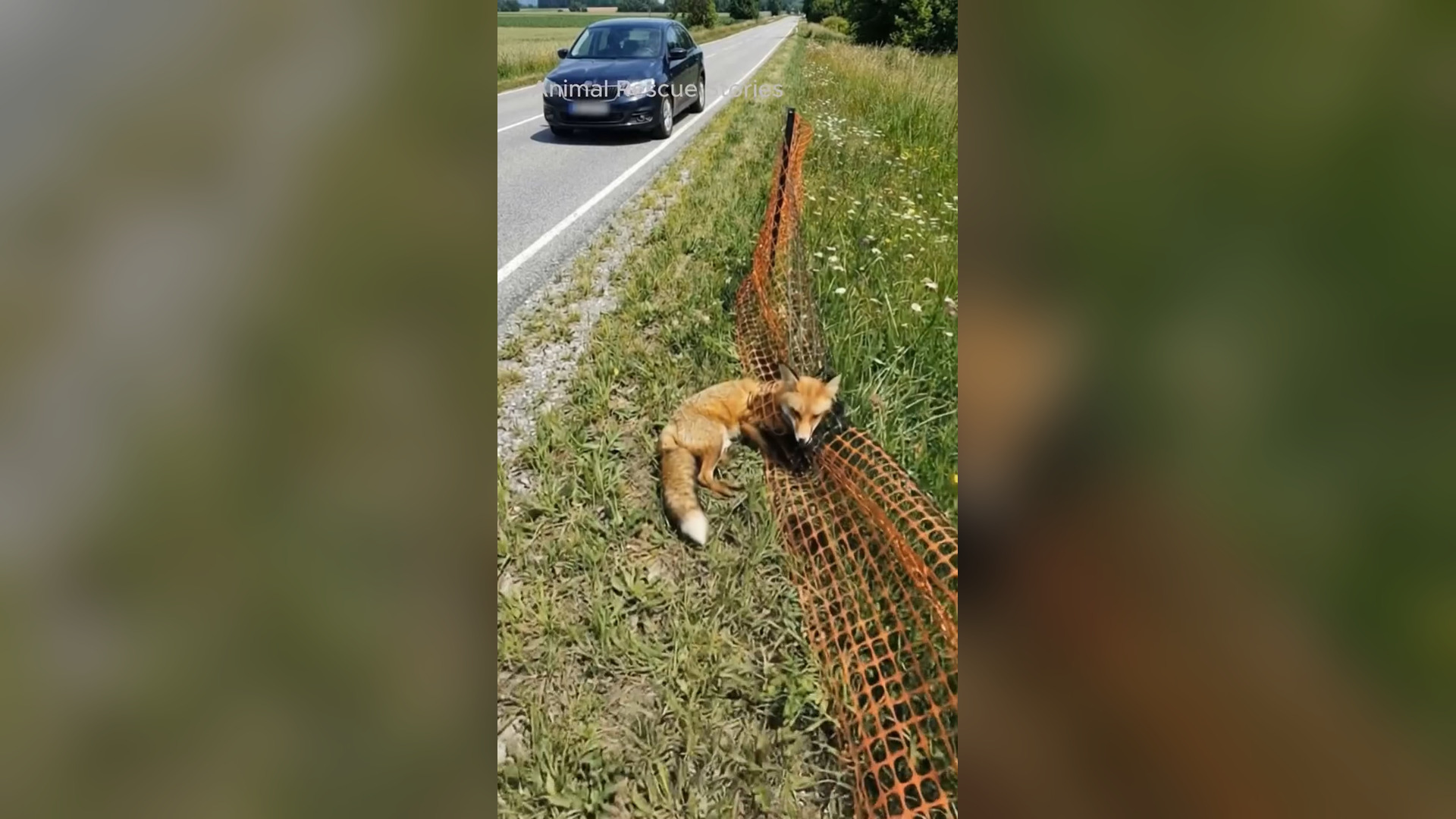 A2605092_The fox got tangled in a net and was rescued by a kind-hearted man A small fox was trapped in a net deep in a quiet for