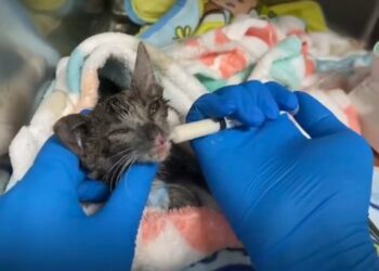 From Shadows to Sunshine: The Miraculous Recovery of Luna