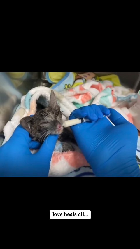 From Shadows to Sunshine: The Miraculous Recovery of Luna