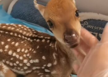 A Life Saved: The Incredible Journey of a Fawn Rescued from the Mires