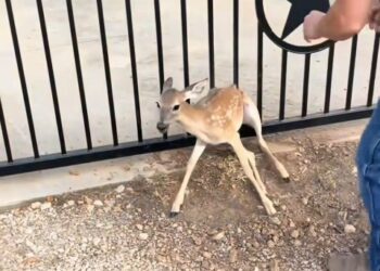 A Second Chance at Life: The Incredible Rescue of a Fawn