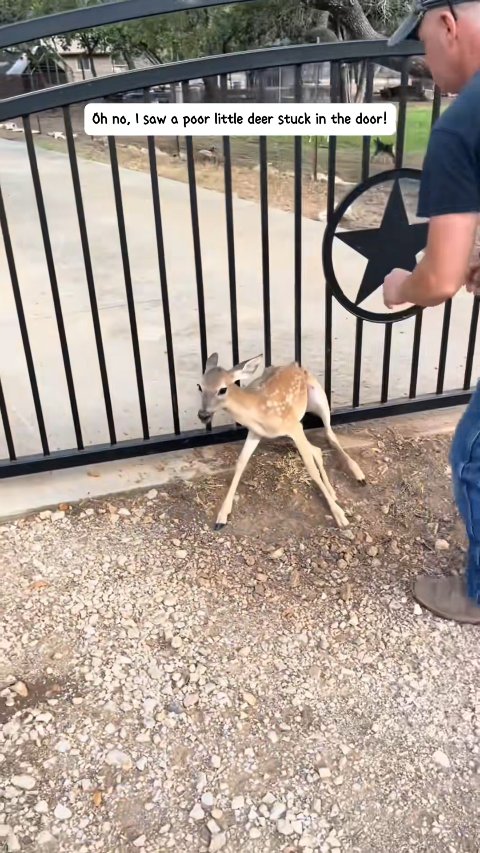 A Second Chance at Life: The Incredible Rescue of a Fawn