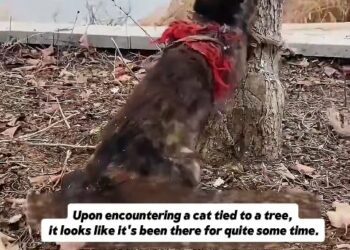 From Solitude to Sanctuary: The Remarkable Journey of a Tortie Found Tied to a Tree