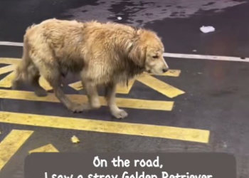 From Solitary Wanderer to Beloved Companion: The Miraculous Rescue of Goldie