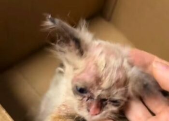 From Despair to Dazzling: The Miracle Transformation of Luna the Kitten