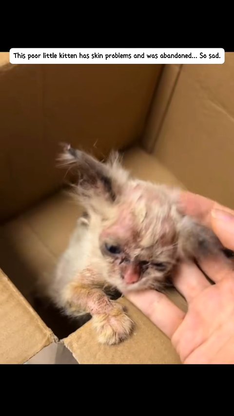 From Despair to Dazzling: The Miracle Transformation of Luna the Kitten