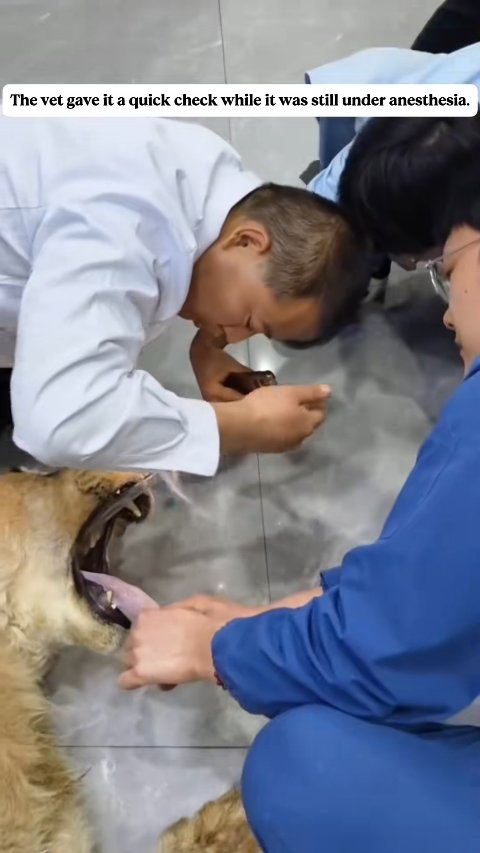 The Lion’s Guardian: A Journey of Healing and Hope
