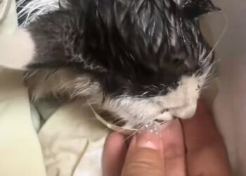 A Second Chance at Life: The Incredible Rescue of Little Pip