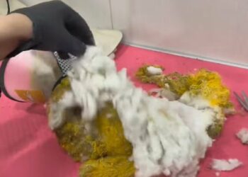 From Abandoned to Adored: The Miraculous Rescue of Sunflower