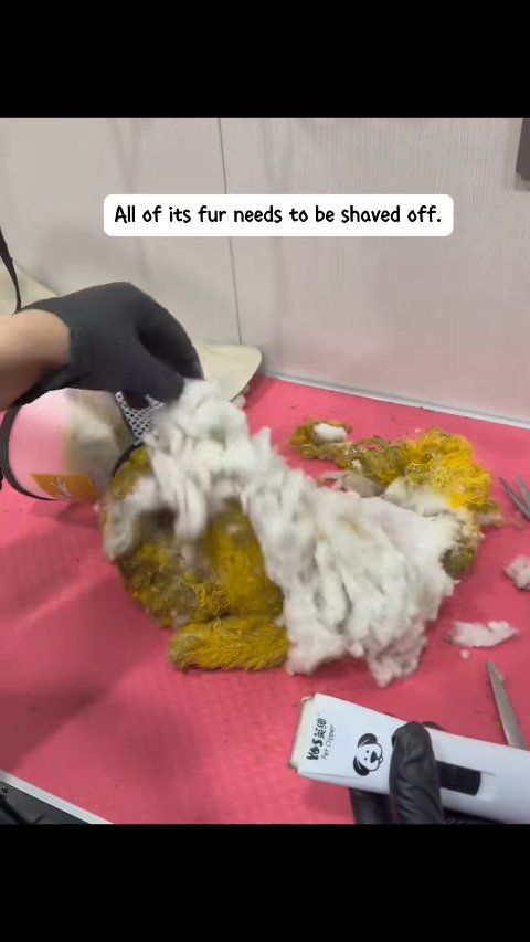 From Abandoned to Adored: The Miraculous Rescue of Sunflower