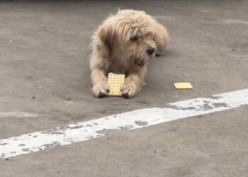 A Biscuit and a Miracle: The Heartwarming Journey of Little Sunny
