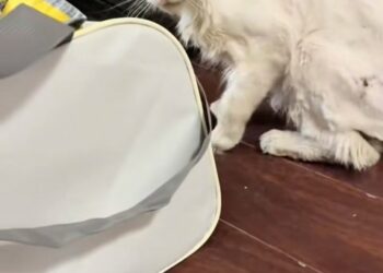 From Shadows to Sunshine: The Remarkable Recovery of Casper