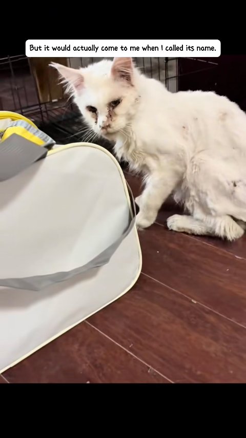 From Shadows to Sunshine: The Remarkable Recovery of Casper