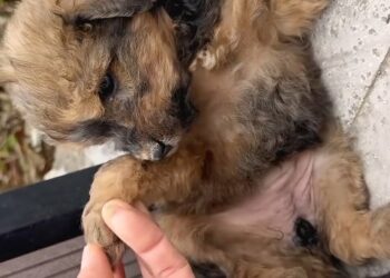 A Tiny Soul Found: The Heartwarming Transformation of Little Peanut