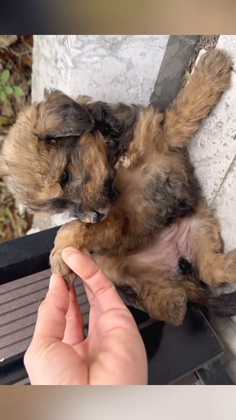 A Tiny Soul Found: The Heartwarming Transformation of Little Peanut