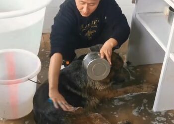 From the Depths of Despair to a Life of Love: The Incredible Rescue of Shadow