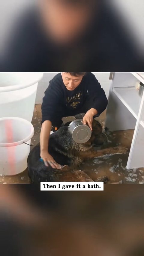 From the Depths of Despair to a Life of Love: The Incredible Rescue of Shadow