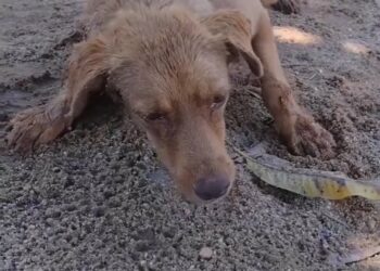 Finding Hope in the Shadows: The Miraculous Rescue of Willow