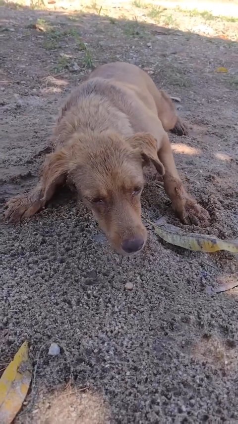 Finding Hope in the Shadows: The Miraculous Rescue of Willow