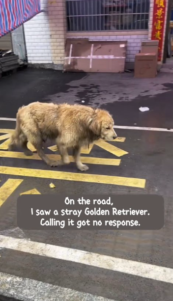 From Solitary Wanderer to Beloved Companion: The Miraculous Rescue of Goldie